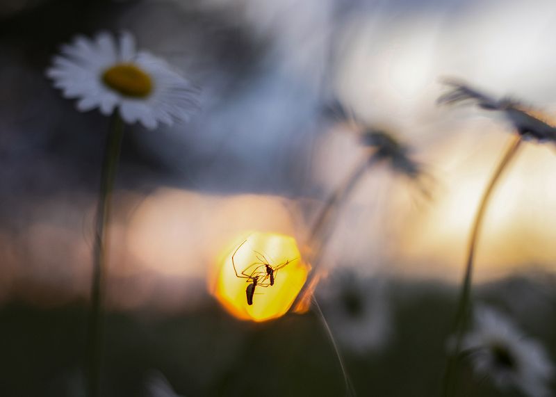 природа, пейзаж, закат, охота В огнеphoto preview