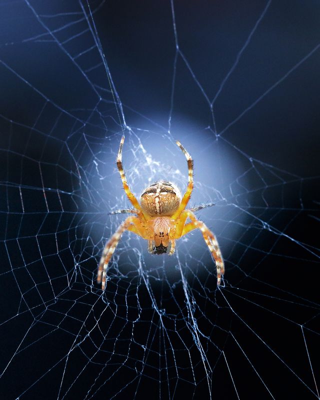 паук, паутина, природа, макро, nature Завтракphoto preview