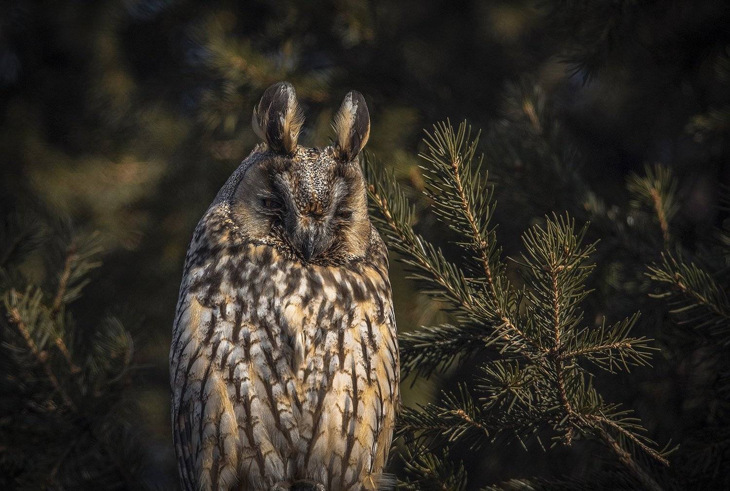 , Александр Макеев