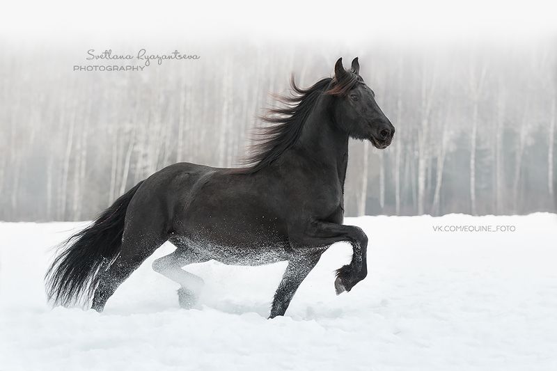 horse, лошадь, лошади, portrait winterphoto preview