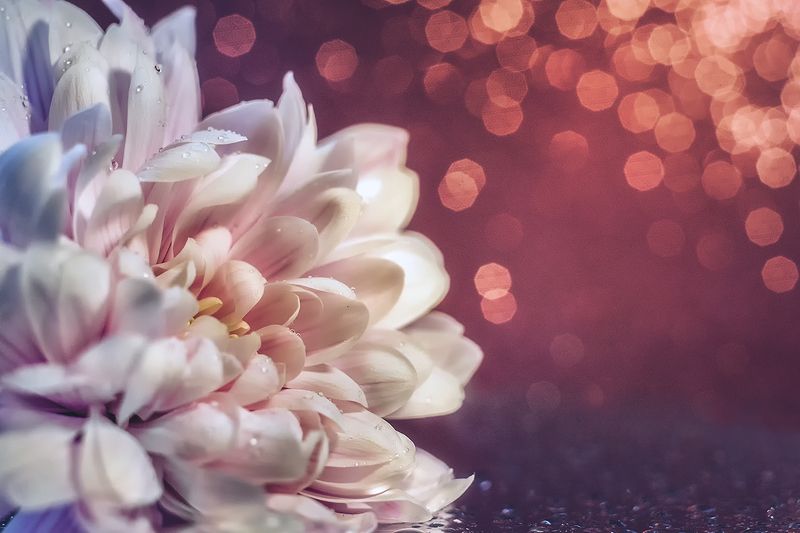 макро, макрофотография, макросъемка, боке, цветок photo preview