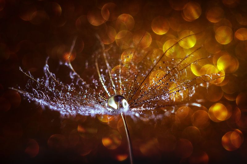 moment, момент, beautiful, красивый,  macro, макро,  manual lens, мануальная оптика, юпитер-37а, bokeh, боке, magical, волшебное, gold, золотое, sunny, солнечное, parachute, парашютик, salsify, козлобородник,  droplet, капля, warm, теплый, light, свет, Теплое золото пропавшего Солнца…photo preview