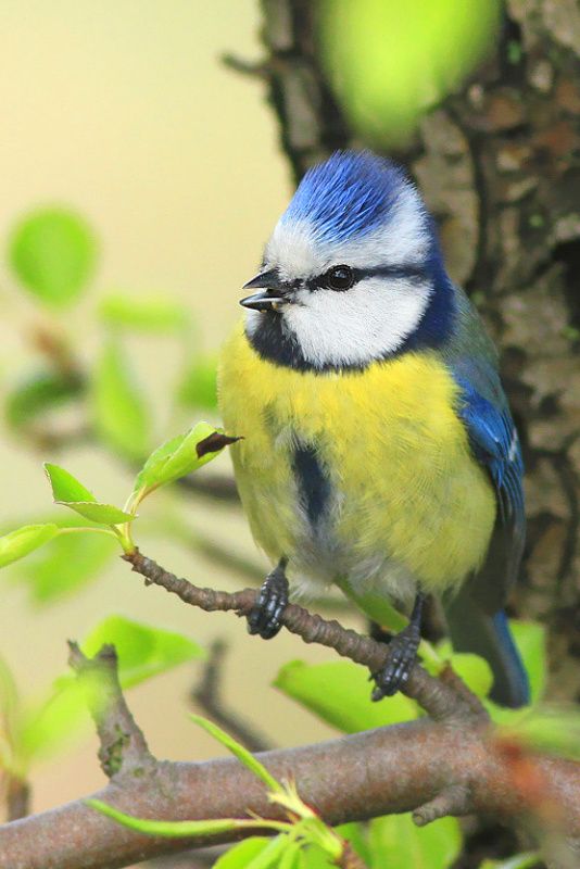 bird,morning,wildlife,nature,color,beautiful,scene,scenery,spring,wild,beauty,birds,light Blue titphoto preview