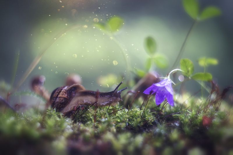 макро, макрофотография, лето, лес, капли, улитка photo preview