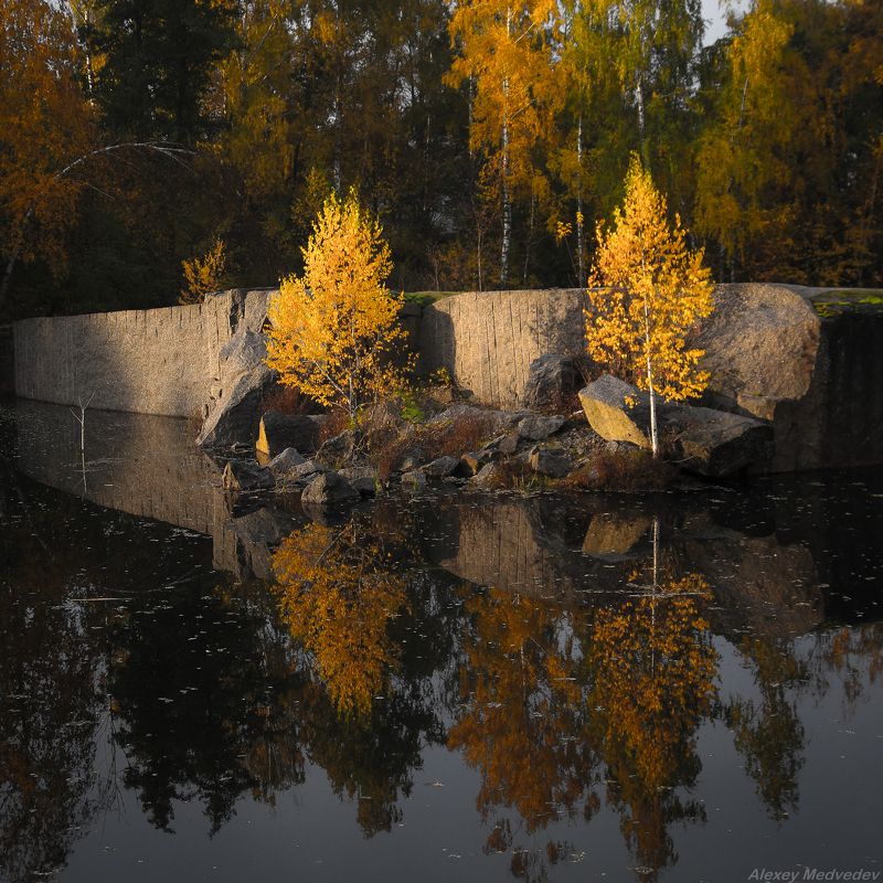 корнин, осень, березы, фастовский, район, карьер, украина, лес, озеро, скалы,  Жизнь пробивается фото превью