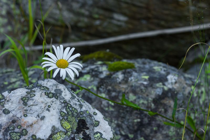 Природа, лес, растения, цветы, поповник, камни, лишайник на камне Среди камнейphoto preview