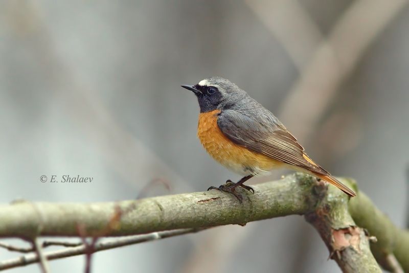 обыкновенная горихвостка, phoenicurus phoenicurus,birds,птица,птицы,фотоохота Горихвостphoto preview