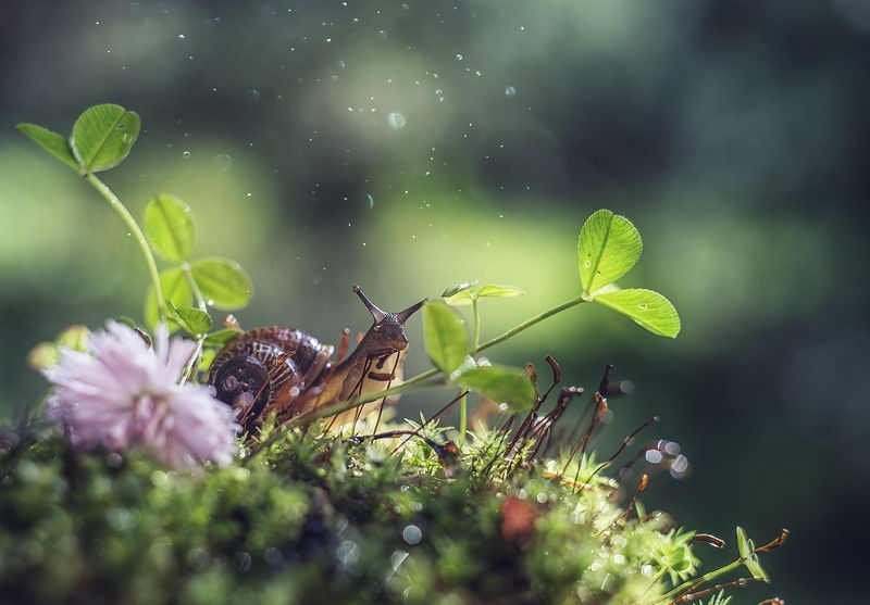 макро, макрофотография, лето, лес, капли, улитка photo preview