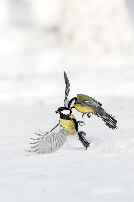 Синицыphoto preview