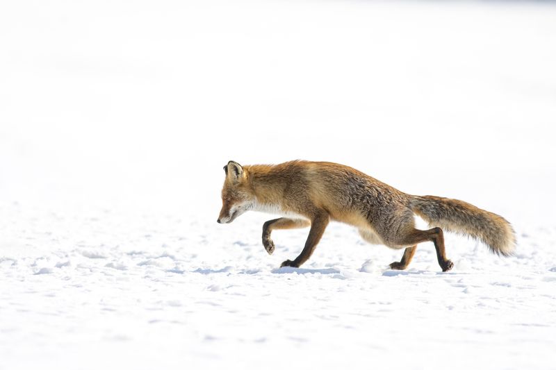 snow, winter, food, fox, nature, wildlife, animal, bird, eagle, cold, feather, hunter, prey, wild, beak, carnivore, predator, bird of prey, birds, feeding, forest, red fox, snowy, tree, white, wood, brown, drama, hunting, king, meal, mountain, raptor, sca red foxphoto preview