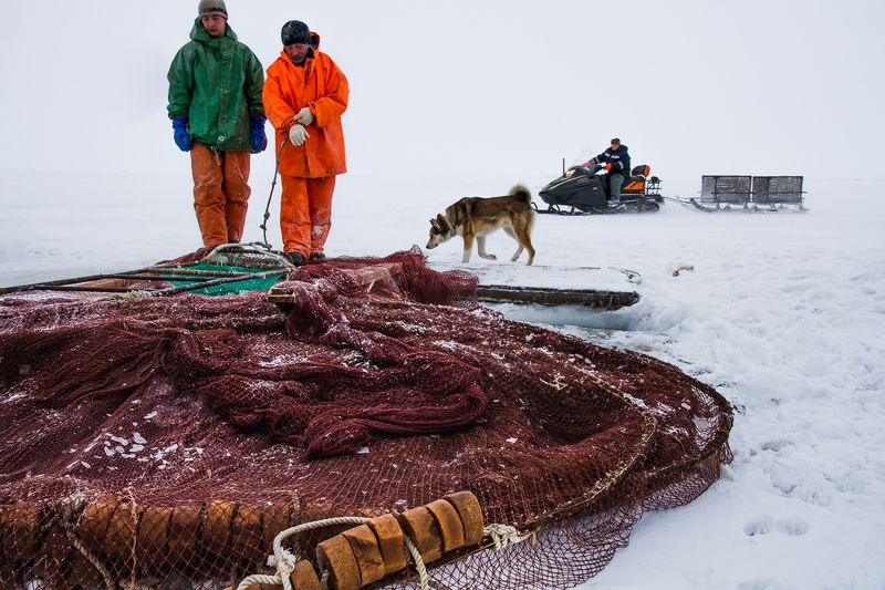 камчатка, вылов наваги, рыбалка, зима, вентерь, оссора Добыча Навагиphoto preview