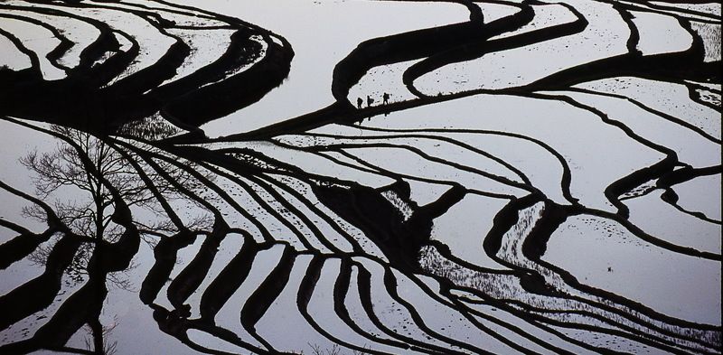 Rice Fieldphoto preview