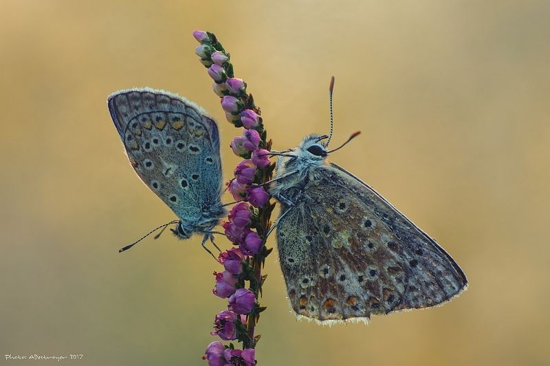 macro nature butterfly Another Perfect Pairphoto preview