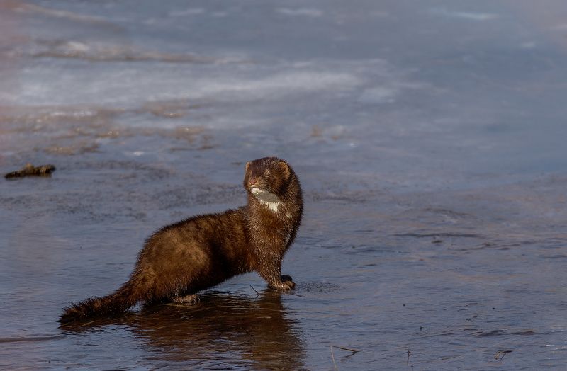Случайная встреча.photo preview
