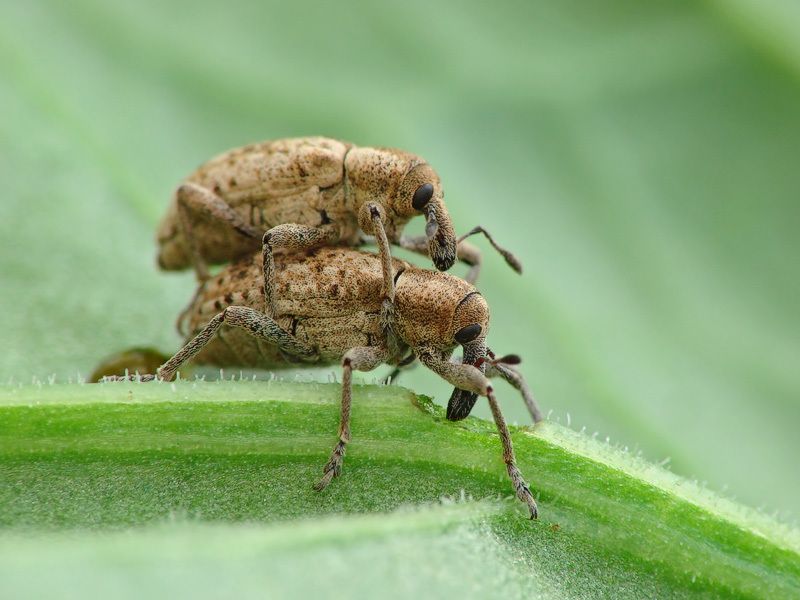 macro insects Bugsphoto preview