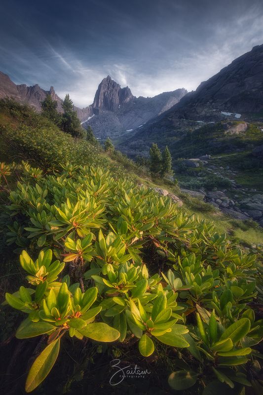 горы, ергаки, рододендрон, вечер, облака, скала, лето Скала Птица перед закатом.photo preview