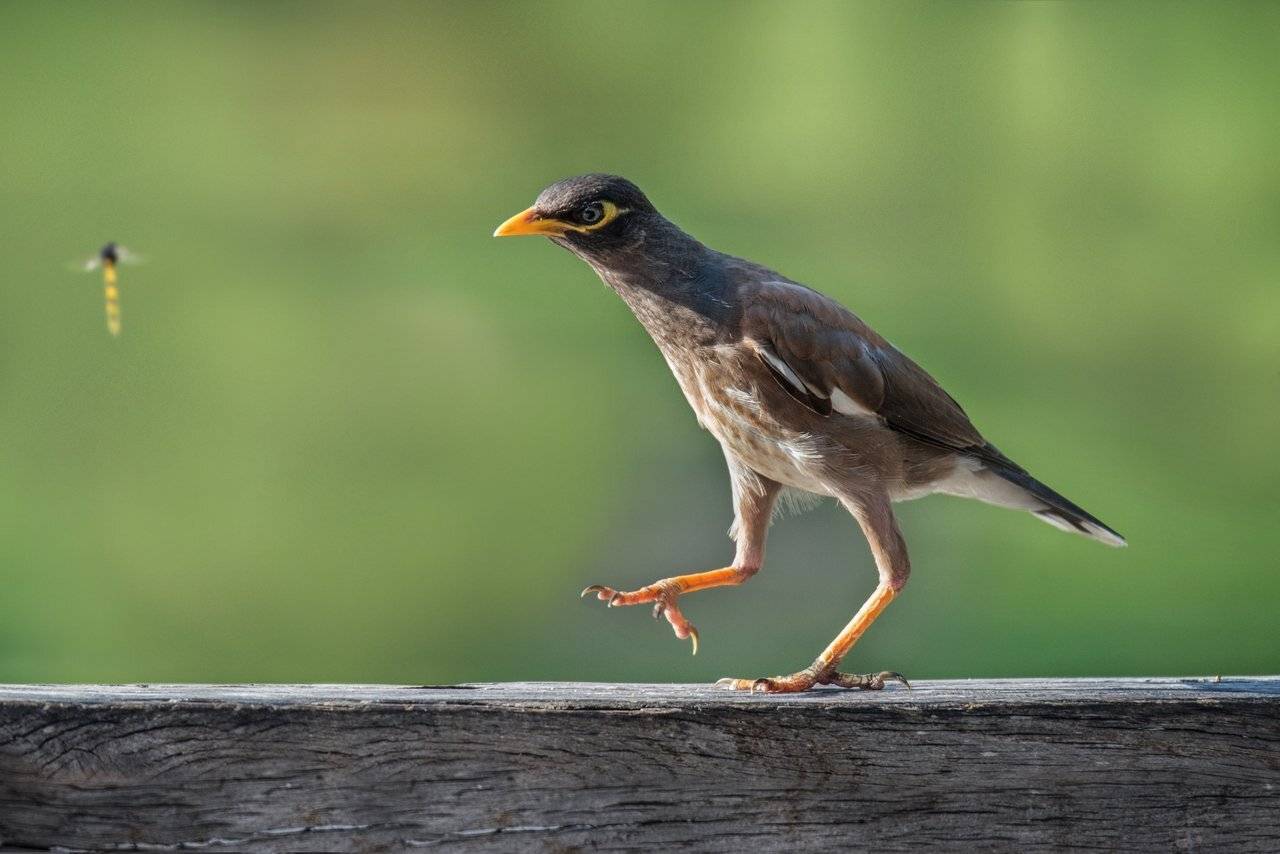 майна, скворец, Людмила Бекман