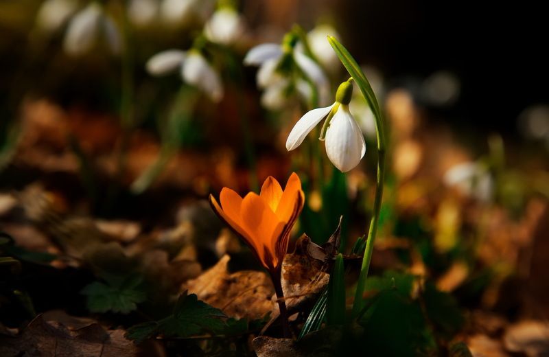 подснежники галантусы крокусы цветы весна первоцветы love story Love story о подснежниках. (Галантусы и крокусы)photo preview