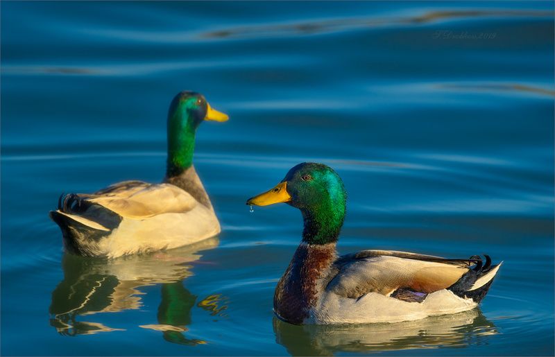 утки, птицы, фауна, животные, вода Весенние водыphoto preview