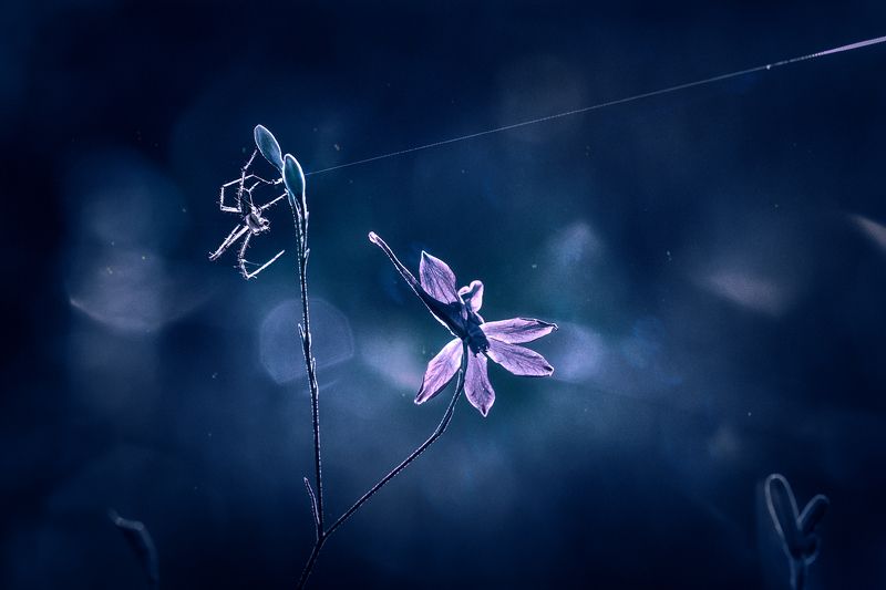 moment, момент, beautiful, красивый,  nature, природа,  beauty of nature, красота природы, macro lens, tokina 100 macro, flower, цветок, wild, полевой, meadow, луг, glade, поляна,  spider, паук, spiderweb, паутинка,  light, свет, cold, холодный, Нас всех соединяют невидимые нити…photo preview