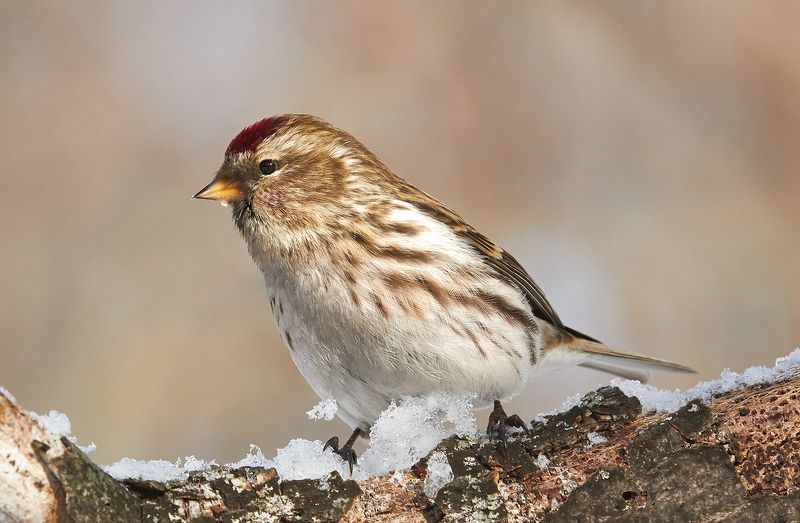 Чечётка (самка)photo preview