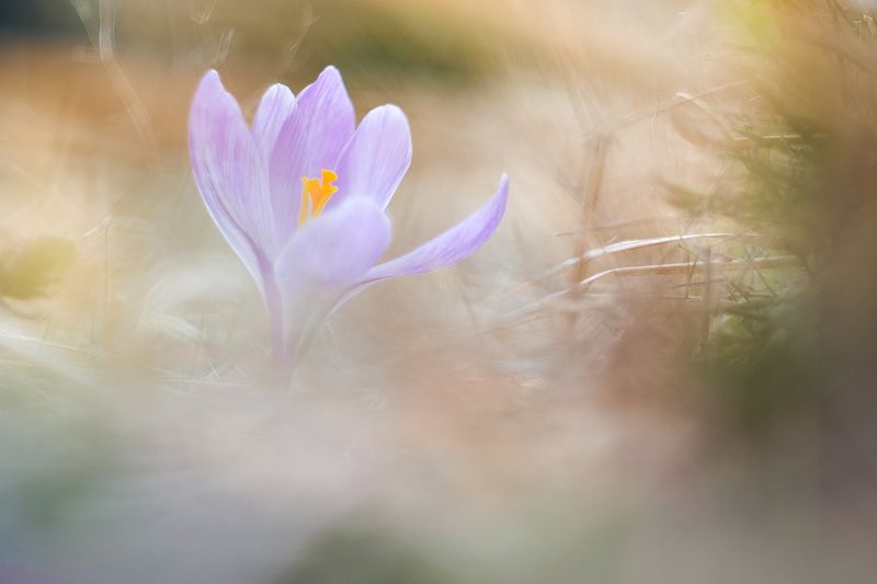 Crocusphoto preview