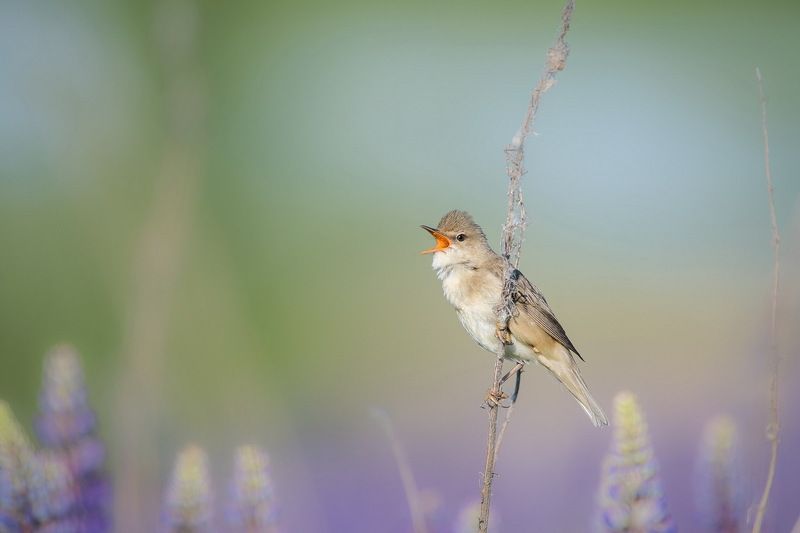 Солистphoto preview