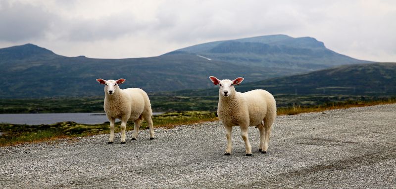 животные, норвегия Aborigensphoto preview