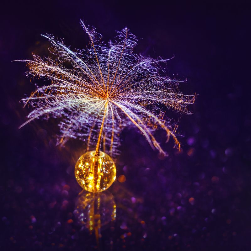 moment, момент, beautiful, красивый,  macro, макро,  bokeh, боке, magical, волшебное, manual lens, мануальная оптика, юпитер-37а, magic, волшебство,  parachute, парашютик, salsify, козлобородник,  fairy, волшебная, tale, сказка, mystery, тайна, В холодном сумраке зимы частичка лучистого лета…photo preview