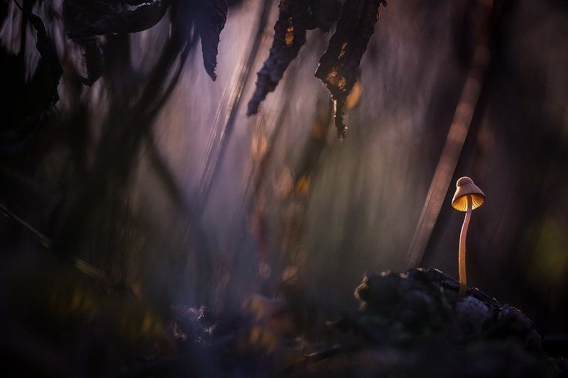 В заповедных и дремучих страшных Муромских лесах...photo preview