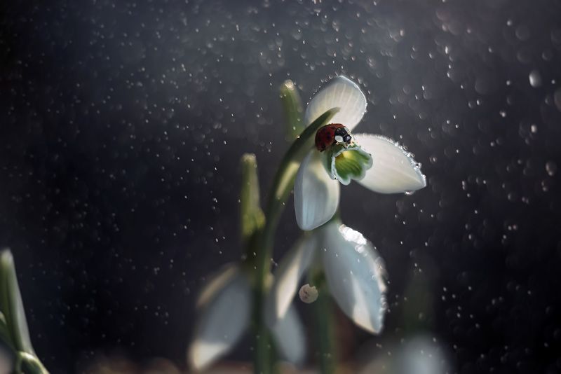 макро, божья коровка, подснежник, весна Весне дорогу!photo preview