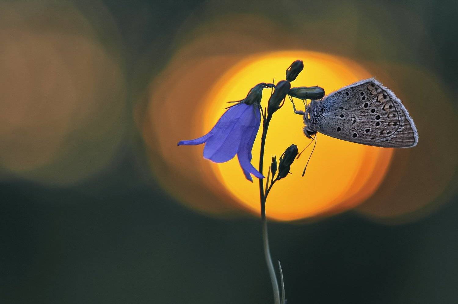 Закат одиночества.... Автор: Александр Гвоздь закат, бабочка, лето, природа, макро, Александр Гвоздь