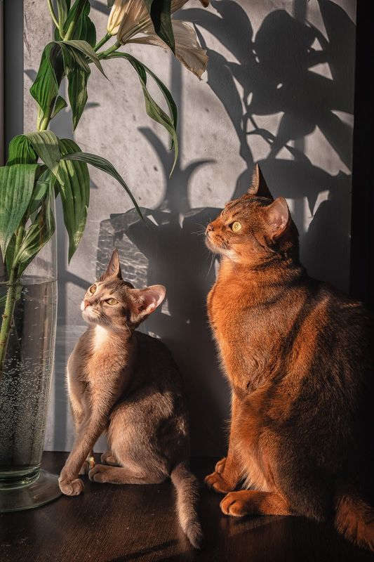 животные, кошки, кот, котёнок, абиссинцы, абиссинец Коты и солнечная лилияphoto preview