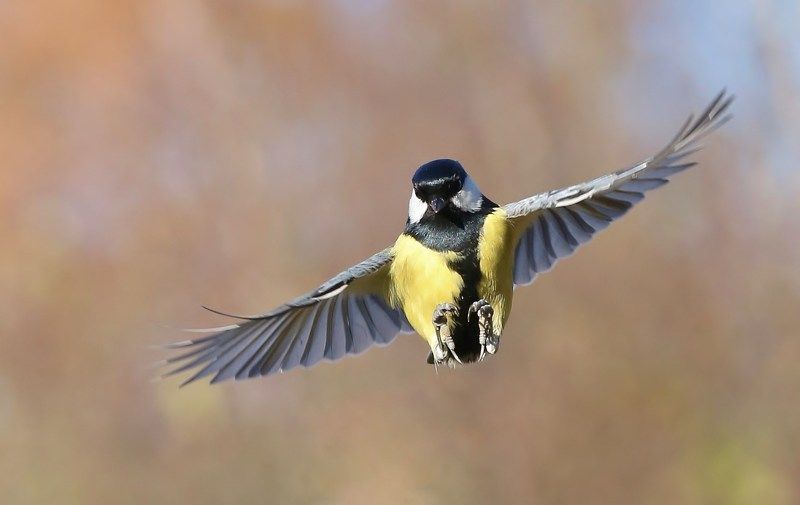 природа , птицы , синица , полёт \