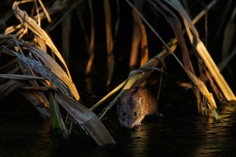 По тонкому льдуphoto preview