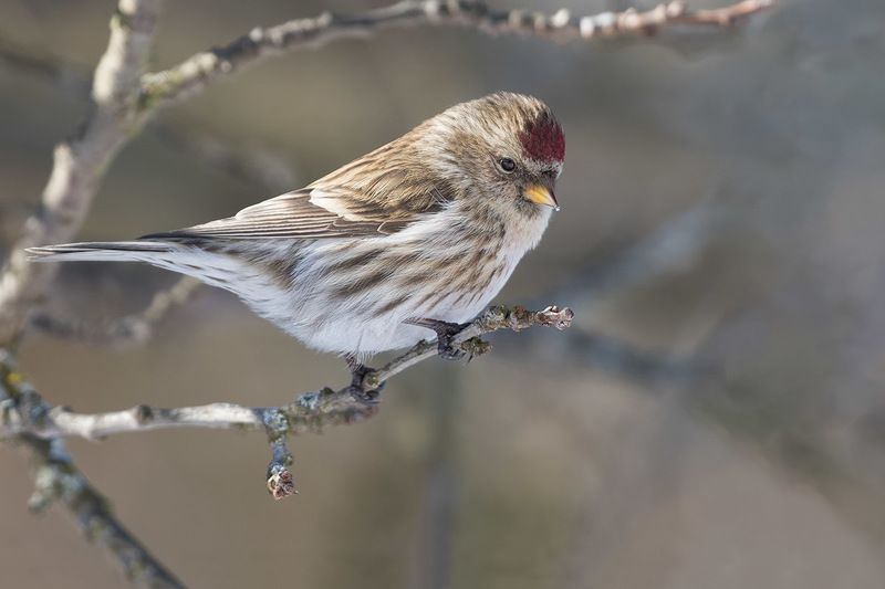птицы, пернатые, чечетка, Про чечетокphoto preview