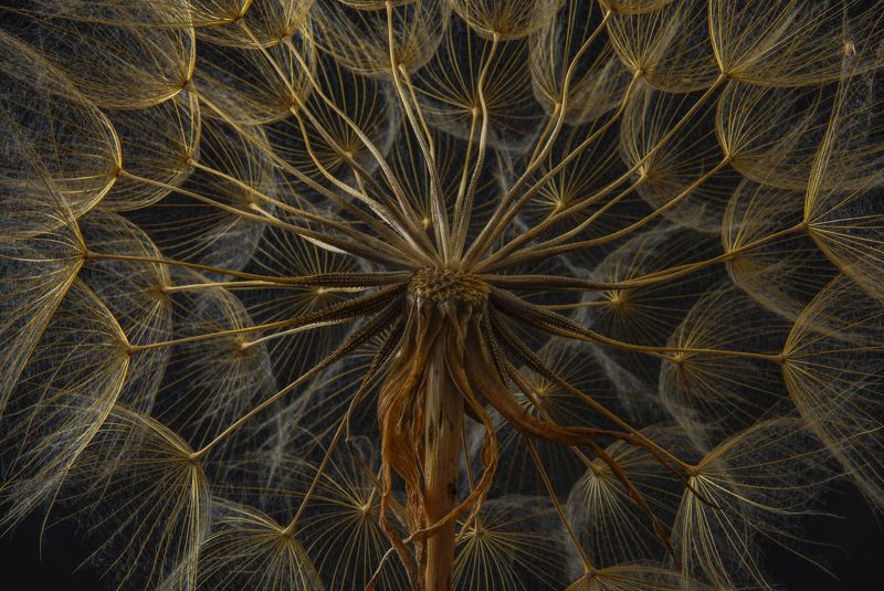 abstrac,center,light,yellow centerphoto preview