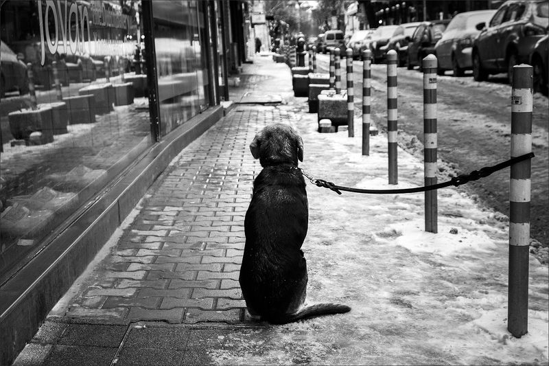 dog, собака Dog\'s Lifephoto preview