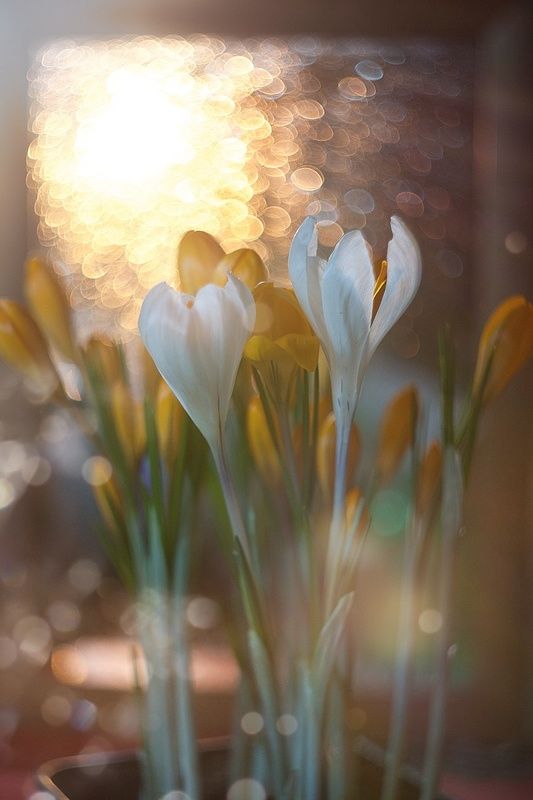 крокусыphoto preview