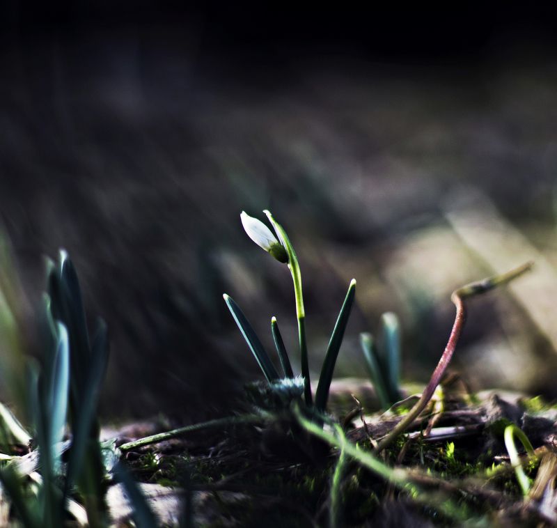 nature Spring flowersphoto preview