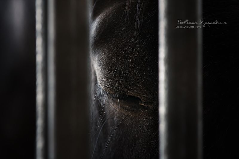 horse, лошадь, лошади, portrait sadnessphoto preview