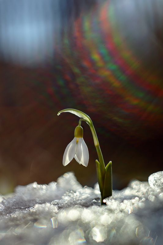 март, весна, подснежник, солнце, лучи, гелиос Мартphoto preview