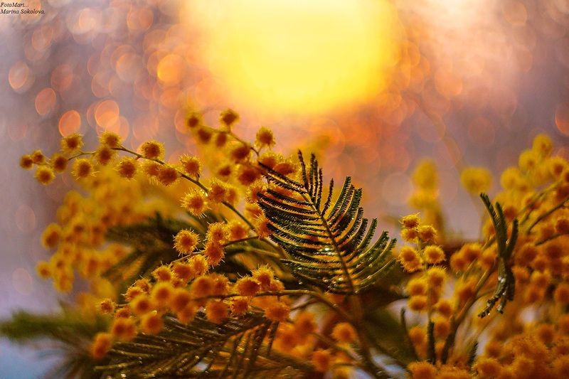 С праздником Весны!photo preview