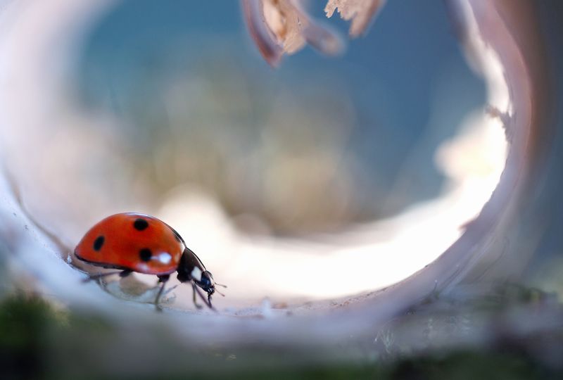 божья коровка, природа, макро, жуки, насекомые Утренняя прогулкаphoto preview