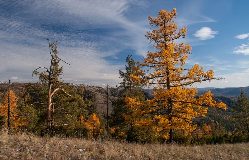 Пейзаж, природа, горы, небо, облака, лиственница, сосна, Южный Урал, осень Осень в горахphoto preview