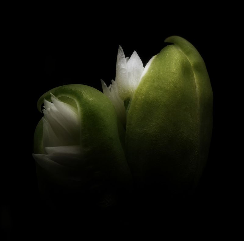 Черемшаphoto preview