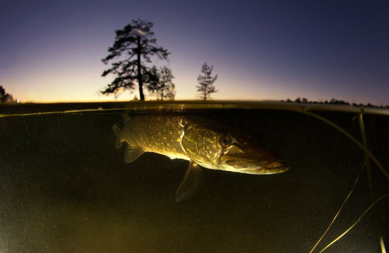 karelia, underwater, russia Страж озераphoto preview