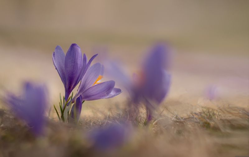 The dance of Springphoto preview