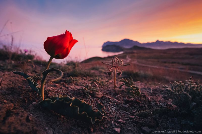 крым,  коктебель Тюльпан Шренка в Тихой бухте. Уже совсем скоро эти тюльпаны вновь зацветут. Ну а те кто любит целые поля тюльпанов ринутся на их поиски на Керченский полуостров, к Кояшскому озеру. Там, на нетронутых цивилизацией полях, можно найти десятки тысяч этих прекphoto preview