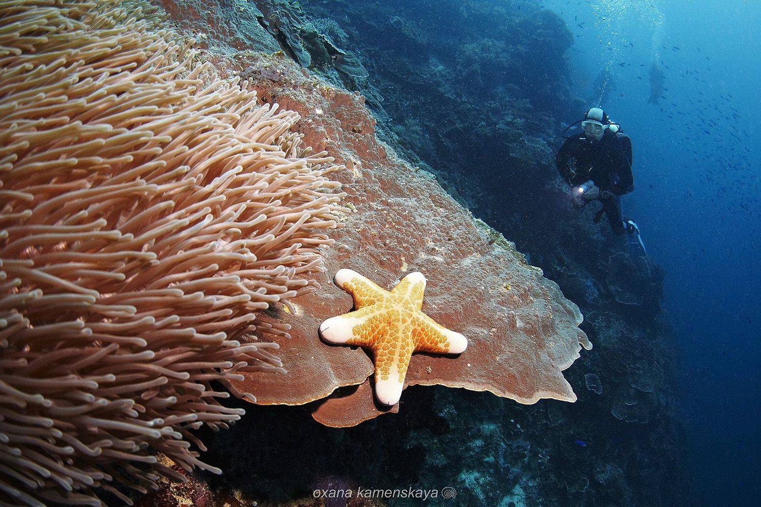 Звезда. Автор: Оксана Каменская underwater coral sea star diver blue, Оксана Каменская